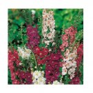 Super Seeds Verbascum Phoeniceum Mixed Flower 900 Pcs