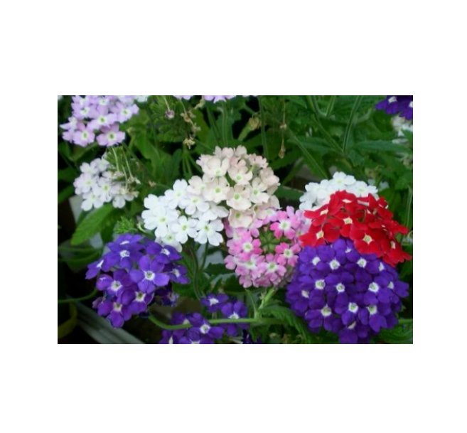 Super Seeds Verbena Hybrida Ideal Florist Mix Flower 90 Pcs