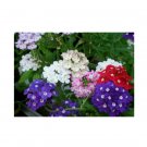 Super Seeds Verbena Hybrida Ideal Florist Mix Flower 90 Pcs