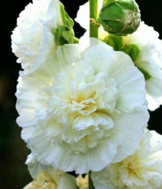 Super Seeds Hollyhock Chaters White Flower 20 Pcs