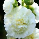 Super Seeds Hollyhock Chaters White Flower 20 Pcs