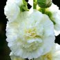 Super Seeds Hollyhock Chaters White Flower 20 Pcs