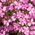Super Seeds Soapwort Saponaria Ocymoides Flower 100+ Pcs