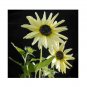 Super Seeds Sunflower Italian White Flower 10+ Pcs