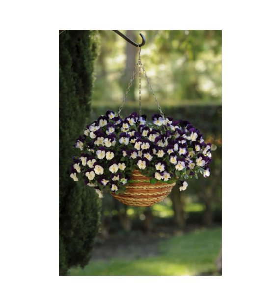 Super Seeds Pansy Trailing Winter Flowering Cool Wave Violet Wing Flower 5 Pcs