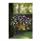 Super Seeds Pansy Trailing Winter Flowering Cool Wave Violet Wing Flower 5 Pcs