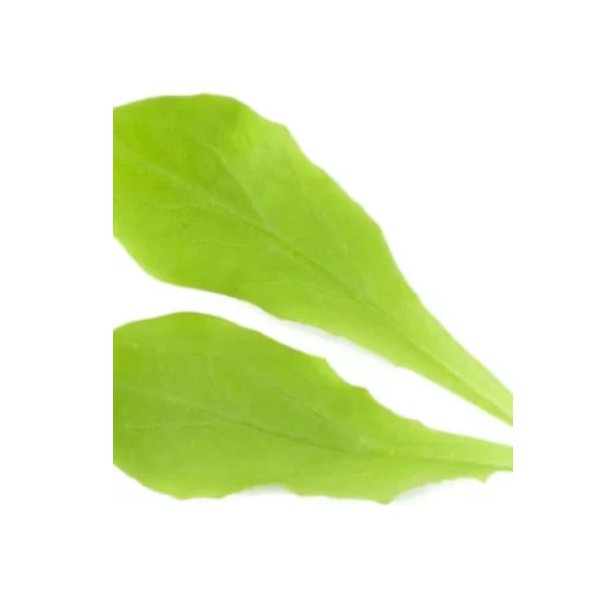 Super Seeds Broccoli Raab Cime Di Rapa Herb Vegetable 1000 Pcs