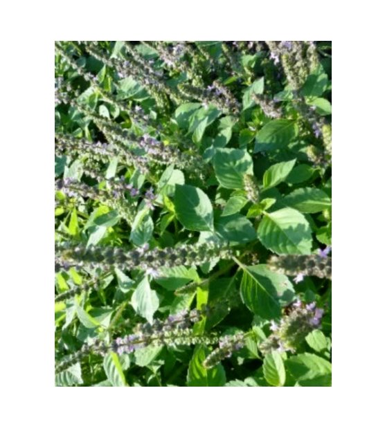 Super Seeds Basil Spice Herb Vegetable 1000 Pcs