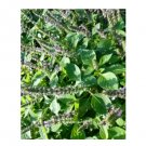 Super Seeds Basil Spice Herb Vegetable 1000 Pcs