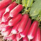 Super Seeds Radish French Breakfast 3 Herb Vegetable 1000 Pcs