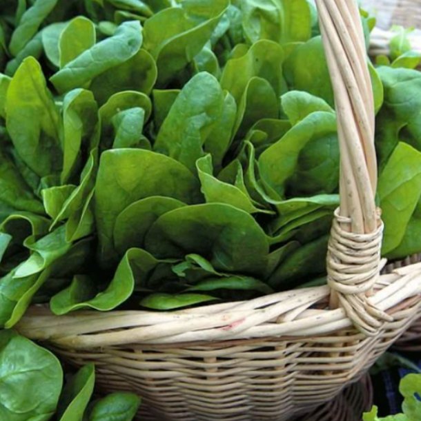 Super Seeds Spinach Medania Herb Vegetable 1000 Pcs