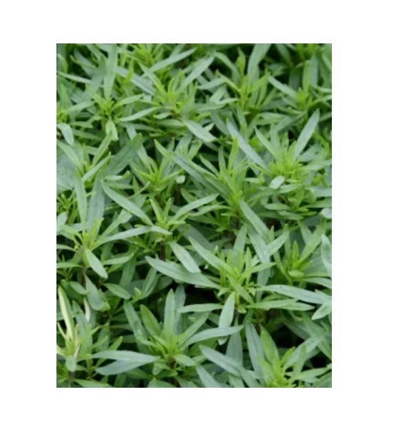Super Seeds Savory Summer Savory Herb Vegetable 1000 Pcs