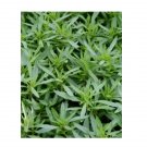 Super Seeds Savory Summer Savory Herb Vegetable 1000 Pcs