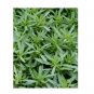 Super Seeds Savory Summer Savory Herb Vegetable 1000 Pcs