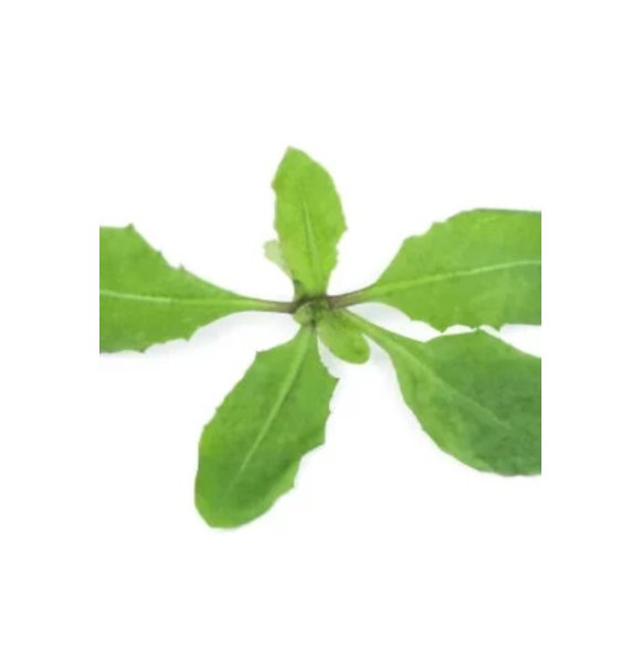 Super Seeds Sheeps Sorrel Herb Vegetable 1000 Pcs