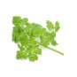 Super Seeds Chervil Curled Herb Vegetable 1000 Pcs