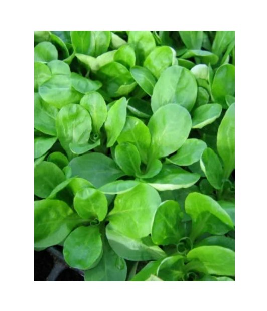 Super Seeds Verte De Cambrai Corn Salad Herb Vegetable 1000 Pcs