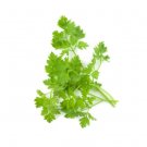 Super Seeds Chervil Plain Herb Vegetable 1000 Pcs