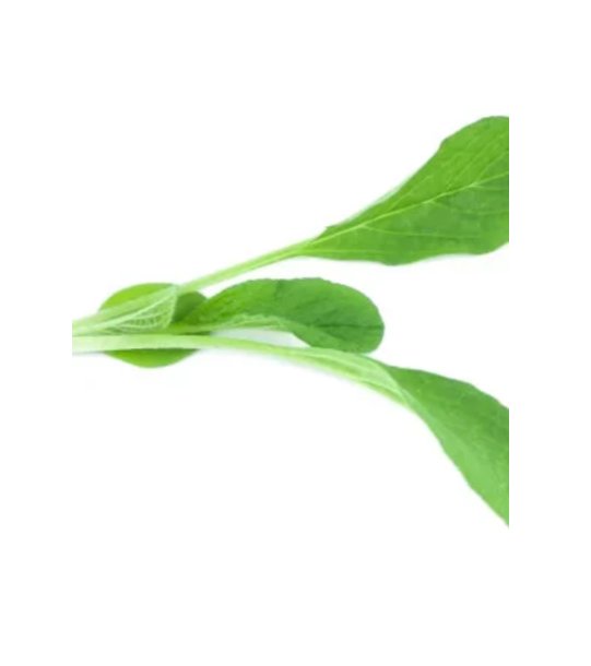 Super Seeds Borage Blue Herb Vegetable 1000 Pcs