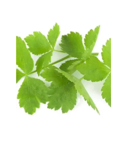 Super Seeds Micro Mitsuba Herb Vegetable 1000 Pcs