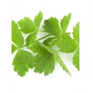 Super Seeds Micro Mitsuba Herb Vegetable 1000 Pcs