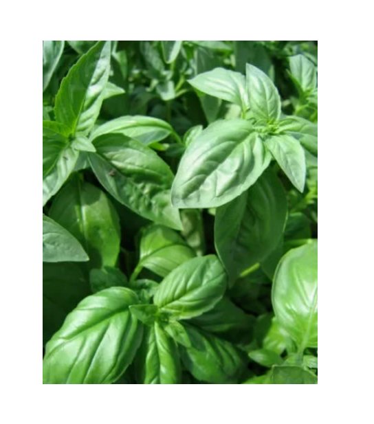 Super Seeds Basil Sweet Genovese Herb Vegetable 1000 Pcs