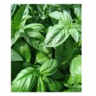Super Seeds Basil Sweet Genovese Herb Vegetable 1000 Pcs