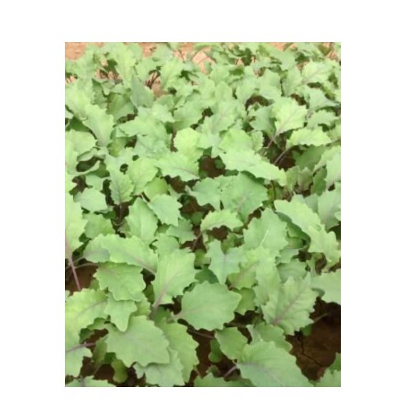 Super Seeds Kohl Rabi Purple Vienna Herb Vegetable 1000 Pcs