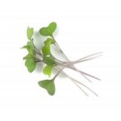 Super Seeds Micro Kohl Rabi Purple Vienna Herb Vegetable 1000 Pcs