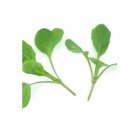 Super Seeds Salad Rocket Green Brigade Herb Vegetable 1000 Pcs