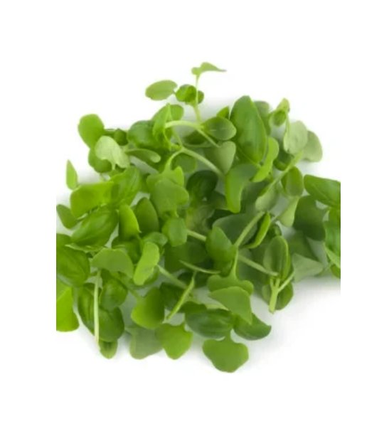 Super Seeds Micro Basil Sweet Genovese Herb Vegetable 1000 Pcs