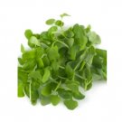 Super Seeds Micro Basil Sweet Genovese Herb Vegetable 1000 Pcs