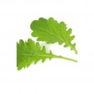 Super Seeds Mustard Pizzo Herb Vegetable 1000 Pcs