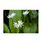 Super Seeds Ramsons Herb Vegetable 1000 Pcs