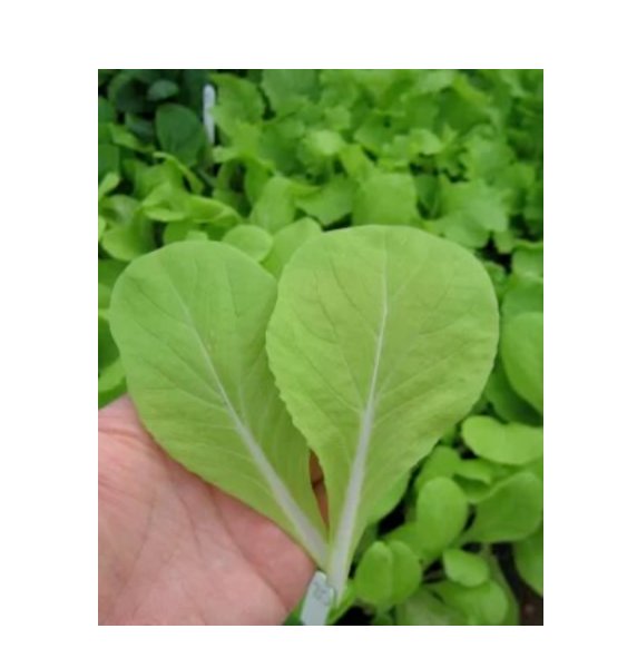 Super Seeds Pak Choi Shanghai Green Stem Herb Vegetable 1000 Pcs