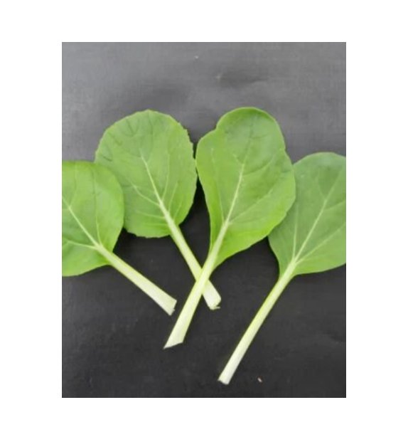 Super Seeds Pak Choi Canton White Herb Vegetable 1000 Pcs