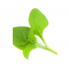 Super Seeds Spinach New Zealand Herb Vegetable 1000 Pcs