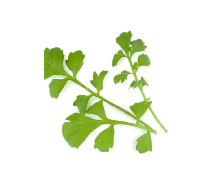 Super Seeds Cress Greek Herb Vegetable 1000 Pcs