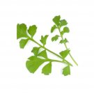 Super Seeds Cress Greek Herb Vegetable 1000 Pcs