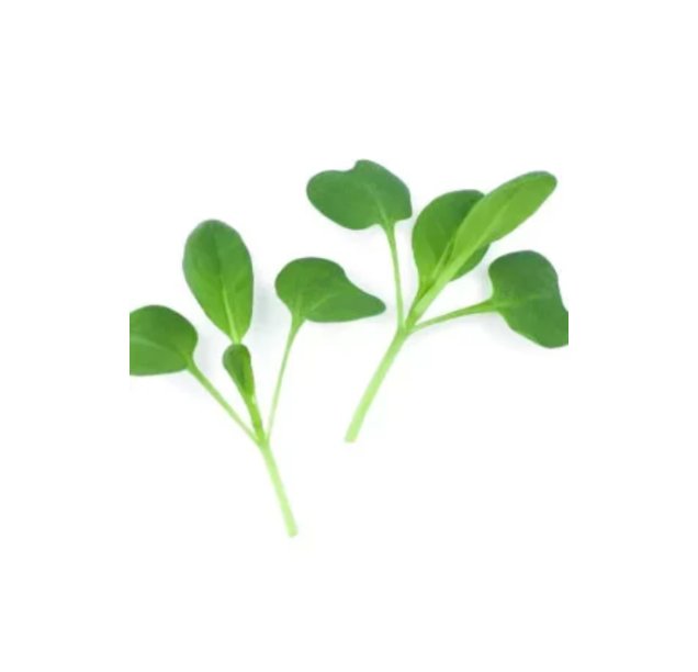 Super Seeds Micro Tatsoi Herb Vegetable 1000 Pcs