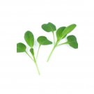 Super Seeds Micro Tatsoi Herb Vegetable 1000 Pcs