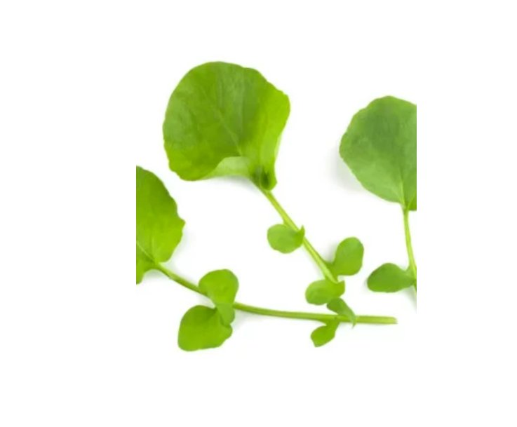 Super Seeds Micro Cress American or Land Herb Vegetable 1000 Pcs