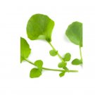 Super Seeds Micro Cress American or Land Herb Vegetable 1000 Pcs