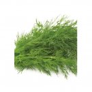 Super Seeds Fennel Common Green Herb Vegetable 1000 Pcs