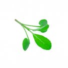 Super Seeds Micro Sage English Herb Vegetable 1000 Pcs