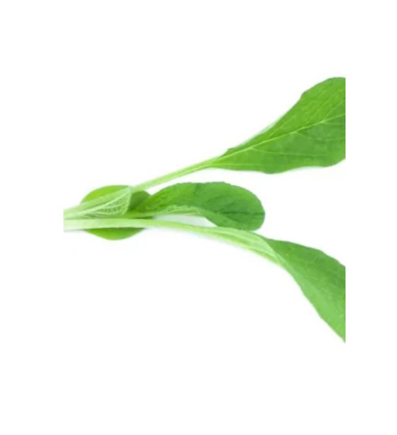 Super Seeds Micro Borage Herb Vegetable 1000 Pcs