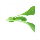 Super Seeds Micro Borage Herb Vegetable 1000 Pcs