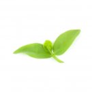 Super Seeds Basella Alba Green Herb Vegetable 1000 Pcs