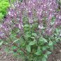 Super Seeds Basil Cinnamon Organic Herb Vegetable 1000 Pcs