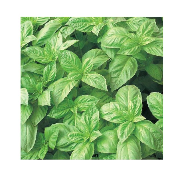 Super Seeds Basil Nufar Hybrid Herb Vegetable 1000 Pcs